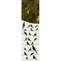 ROZ27 59x135 naklejka na okno wzory zwierzęce - ptaki